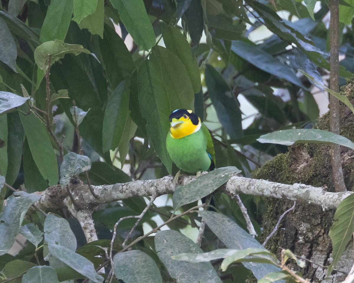 Long-tailed Broadbill - Dixie Sommers