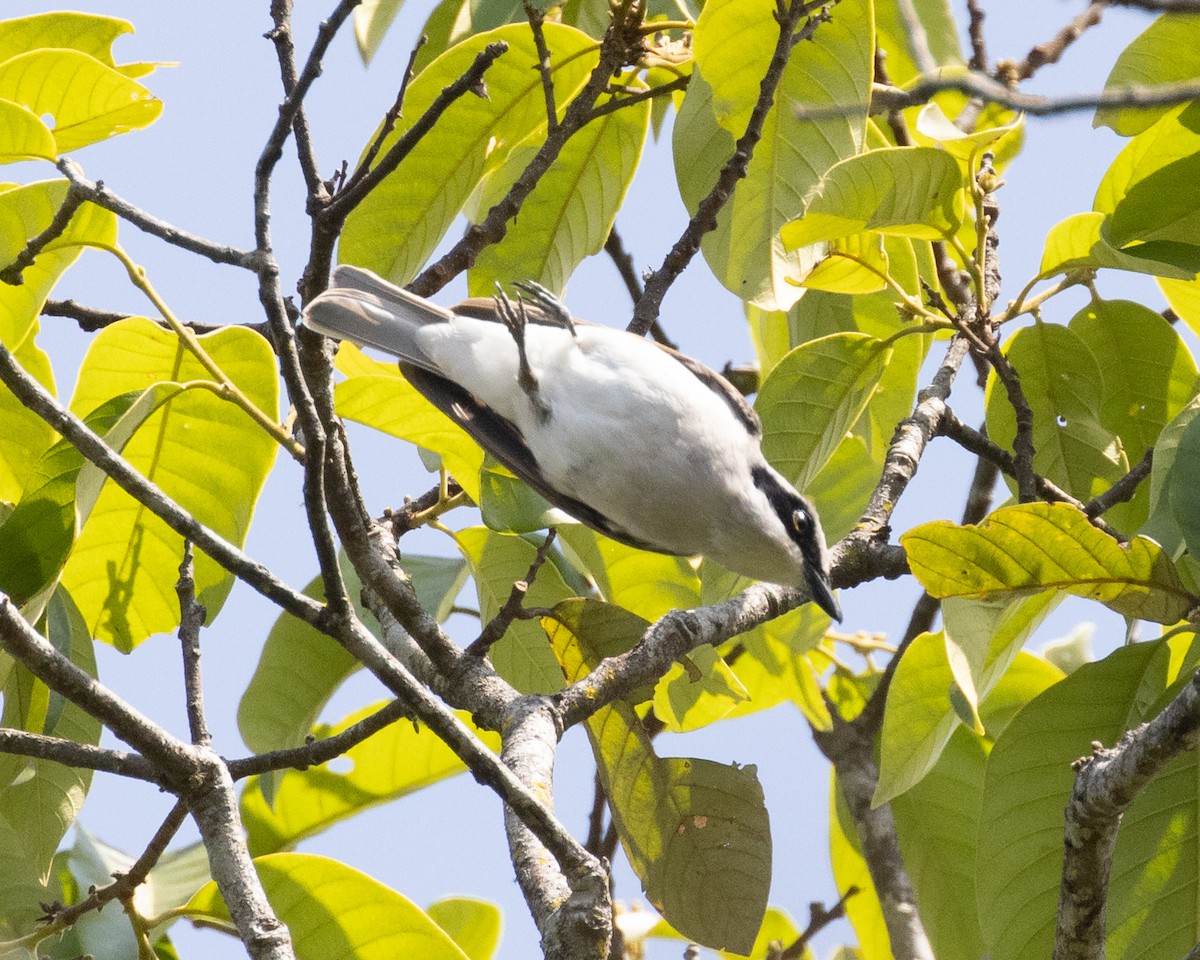 White-browed Shrike-Babbler - ML616505821