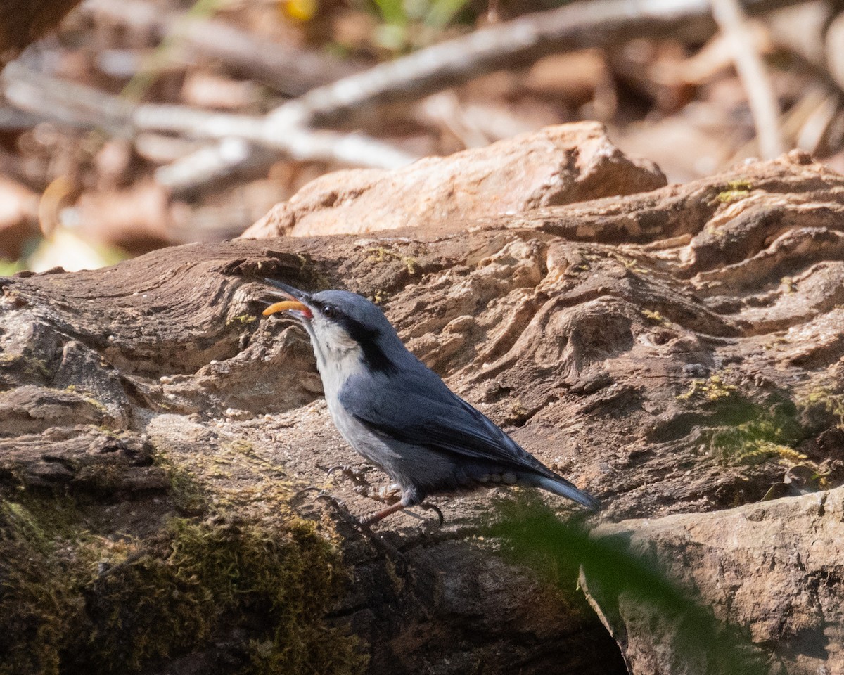 Chestnut-vented Nuthatch - Dixie Sommers