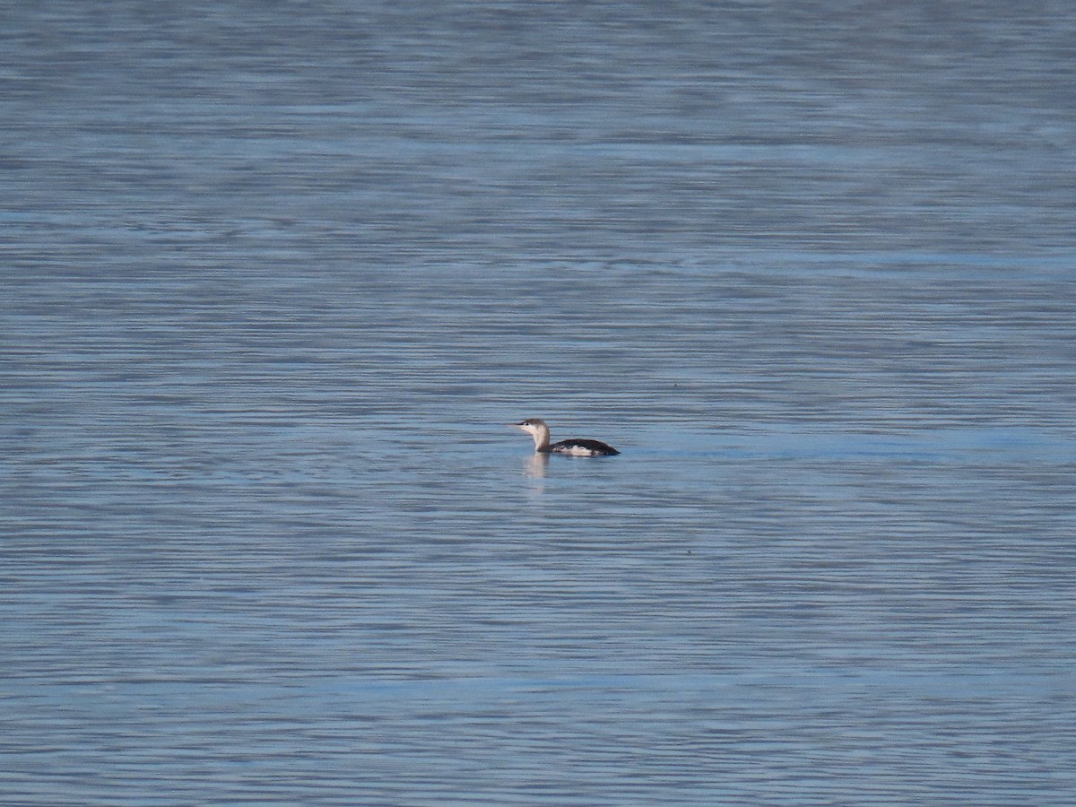 Red-throated Loon - ML616505888