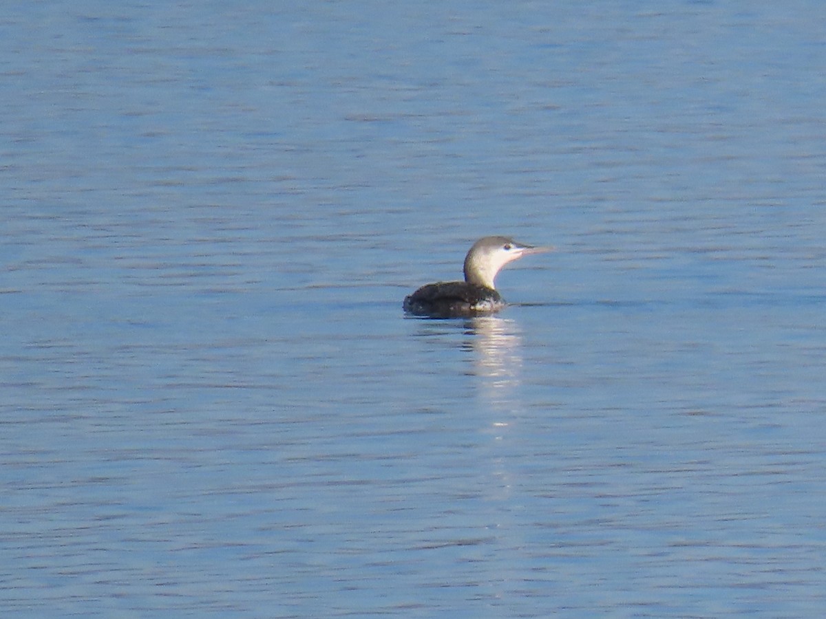 Red-throated Loon - ML616505895
