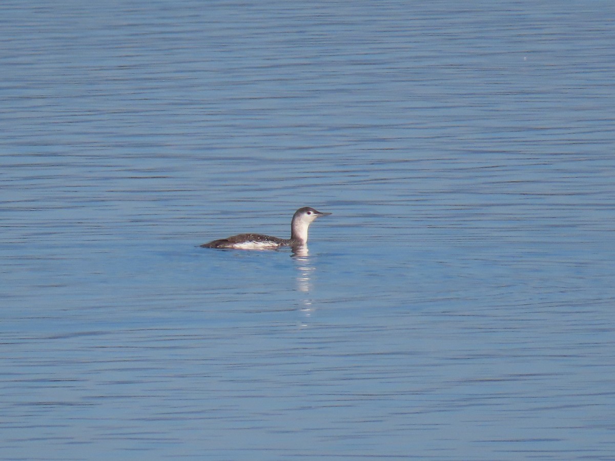 Red-throated Loon - ML616505905