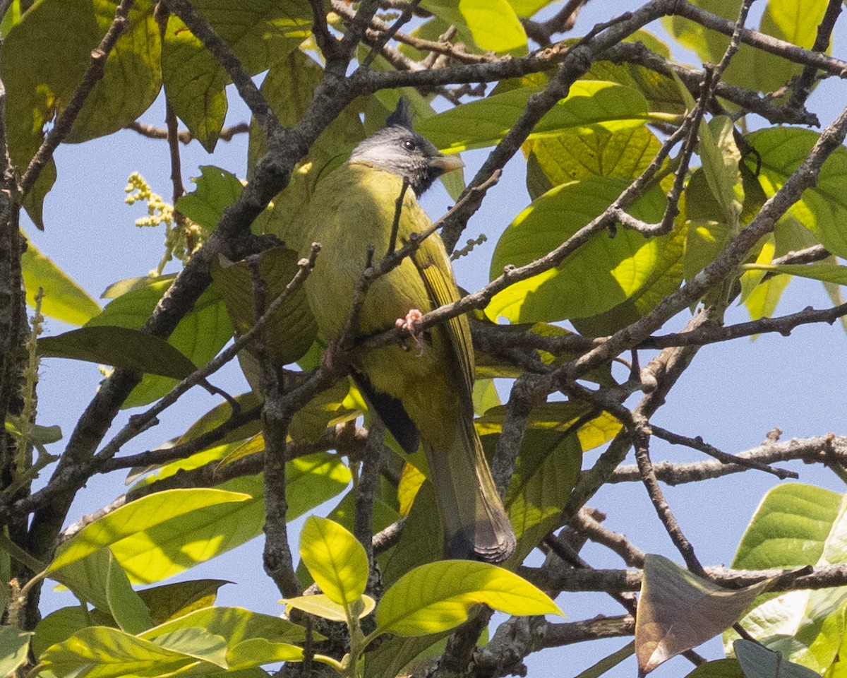 Crested Finchbill - Dixie Sommers