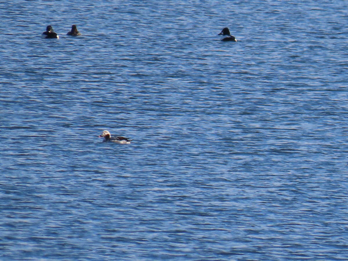 Long-tailed Duck - ML616505939