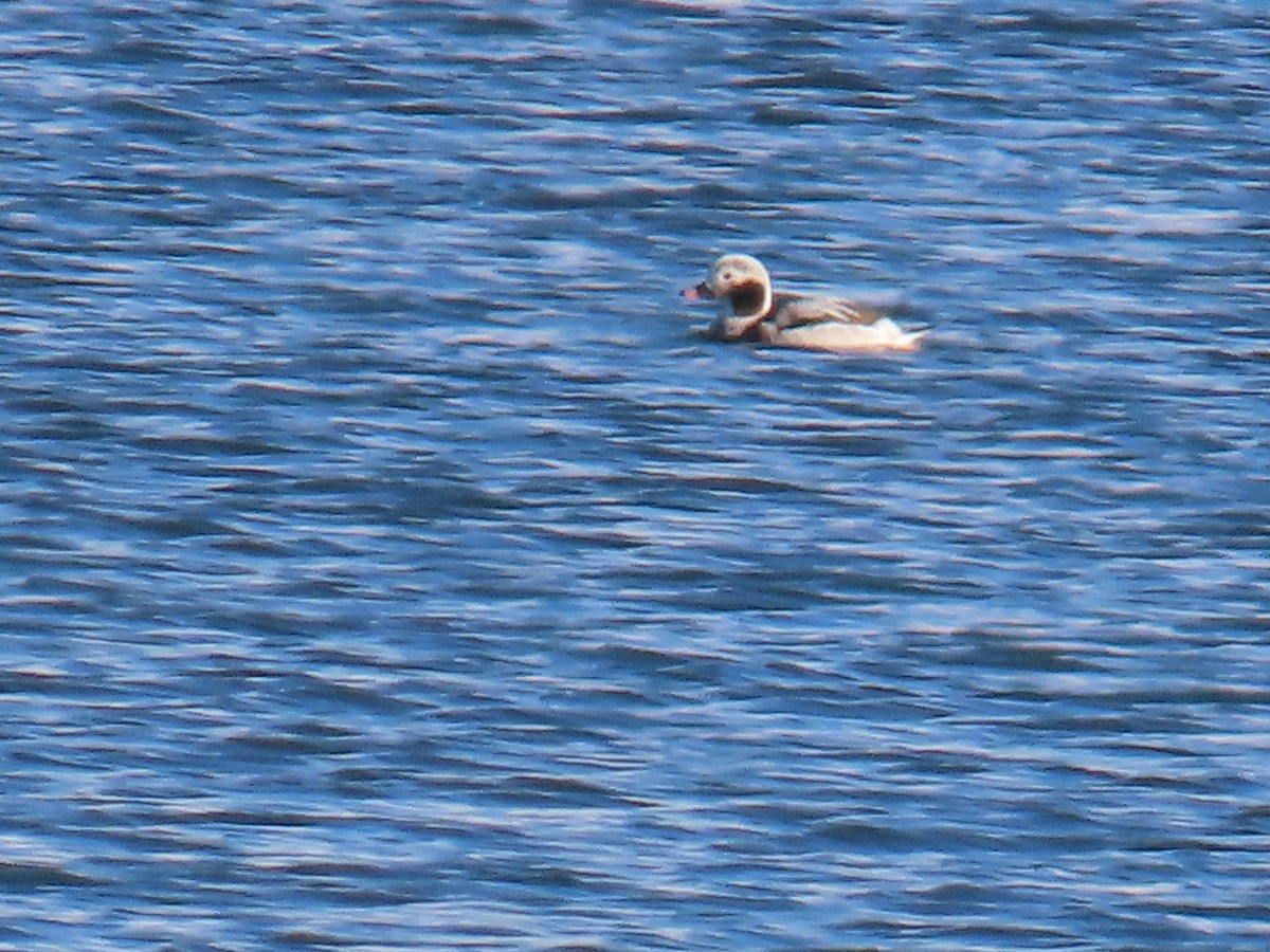 Long-tailed Duck - ML616505946
