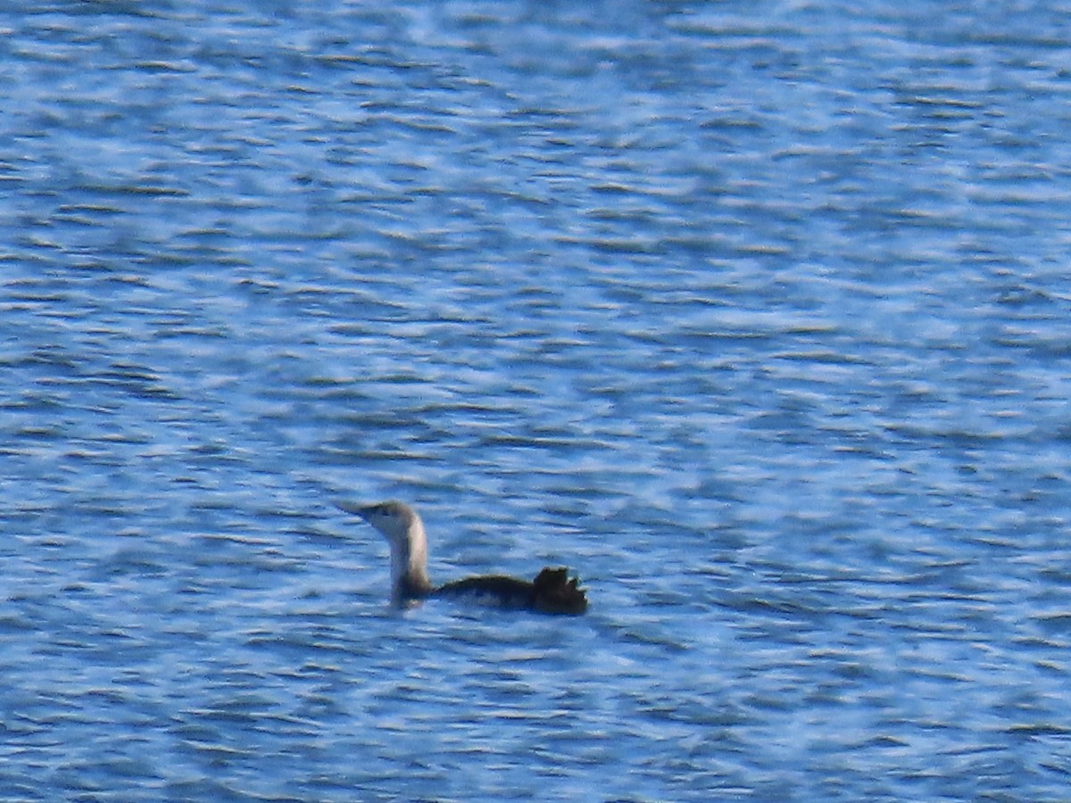 Red-throated Loon - ML616505959