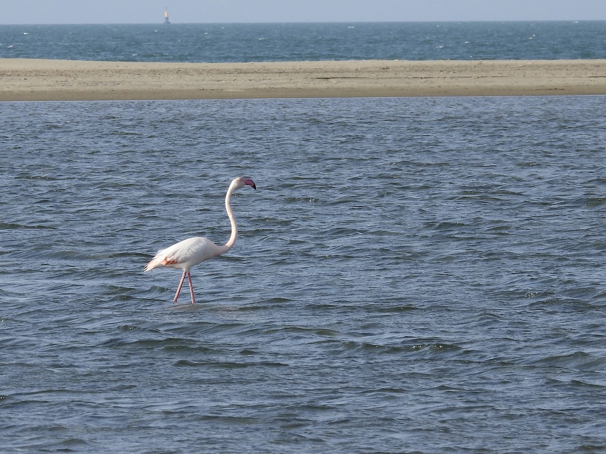 Greater Flamingo - pierre geoffray