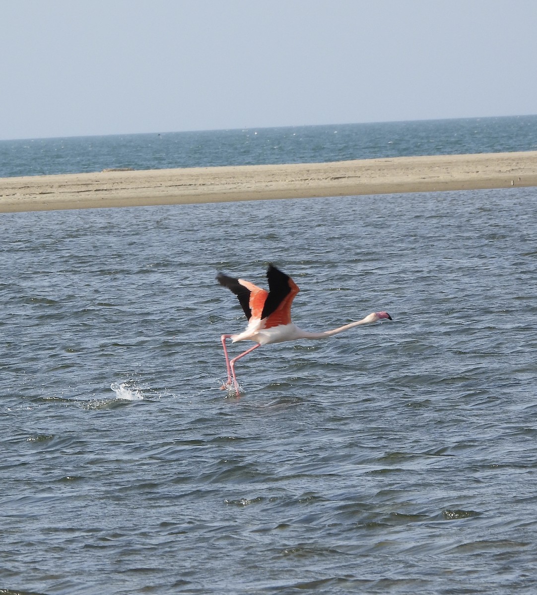 Greater Flamingo - ML616506068