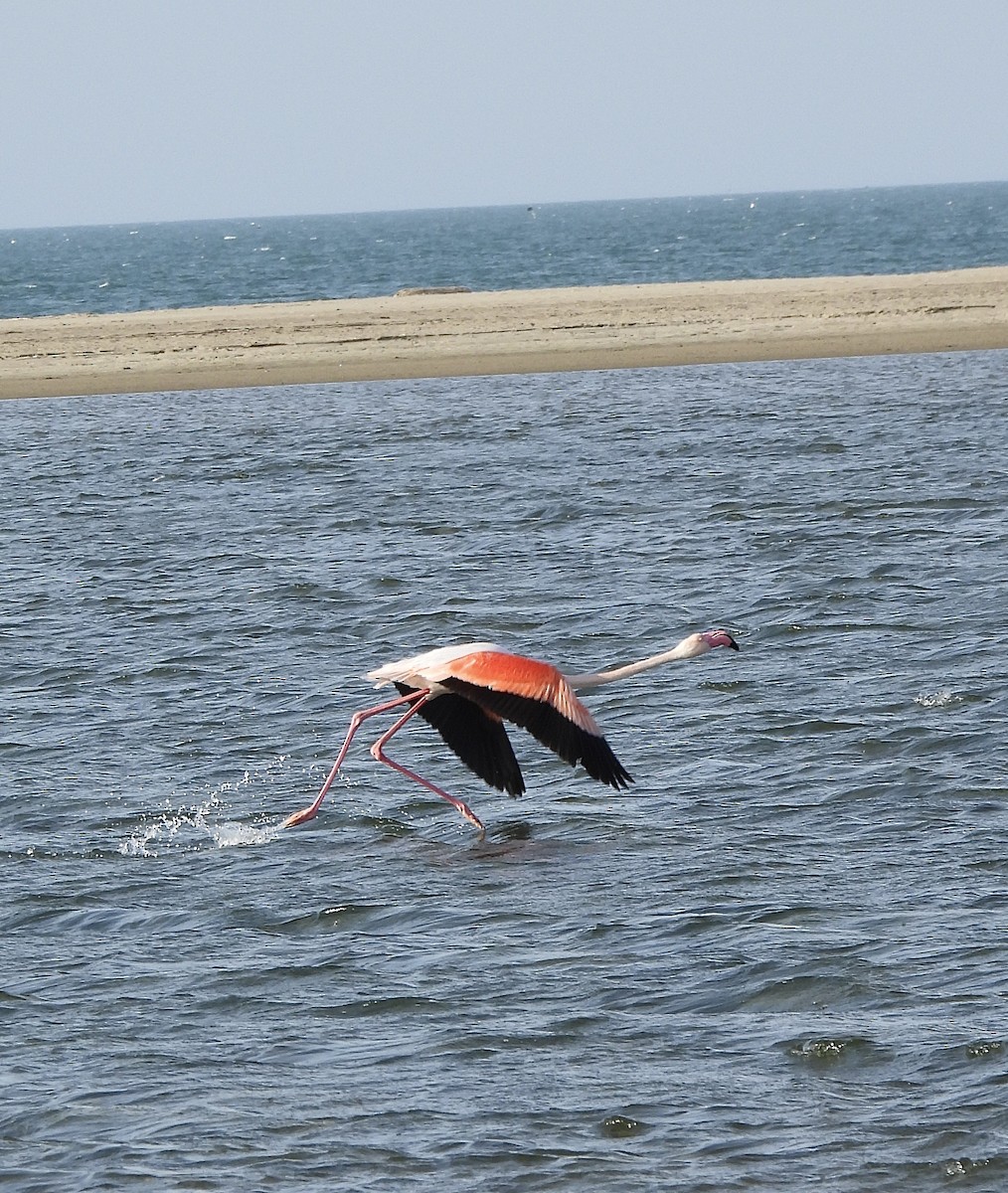 Greater Flamingo - ML616506069