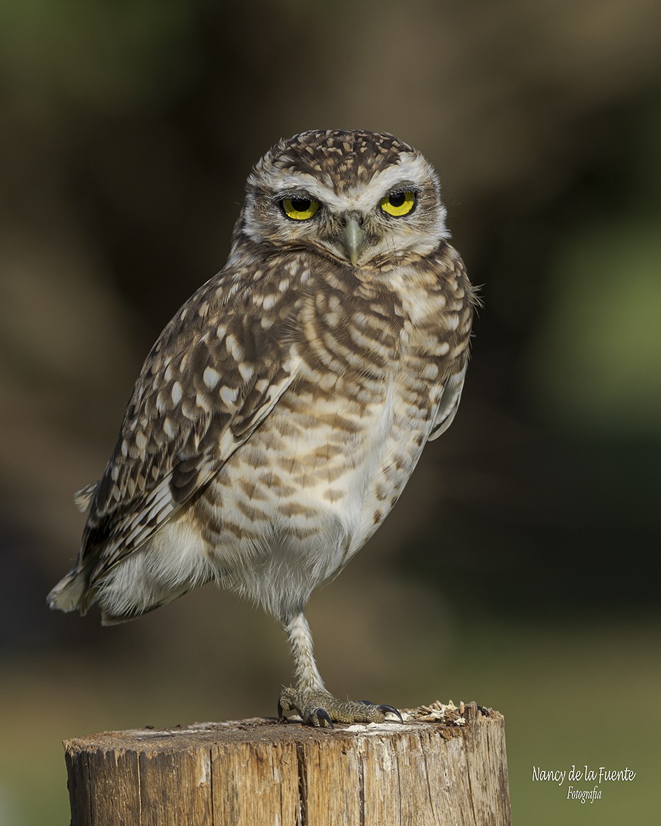 Burrowing Owl - ML616506143