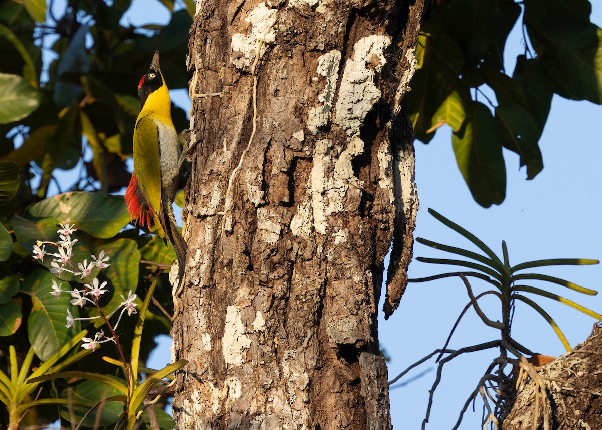 Black-headed Woodpecker - ML616506295