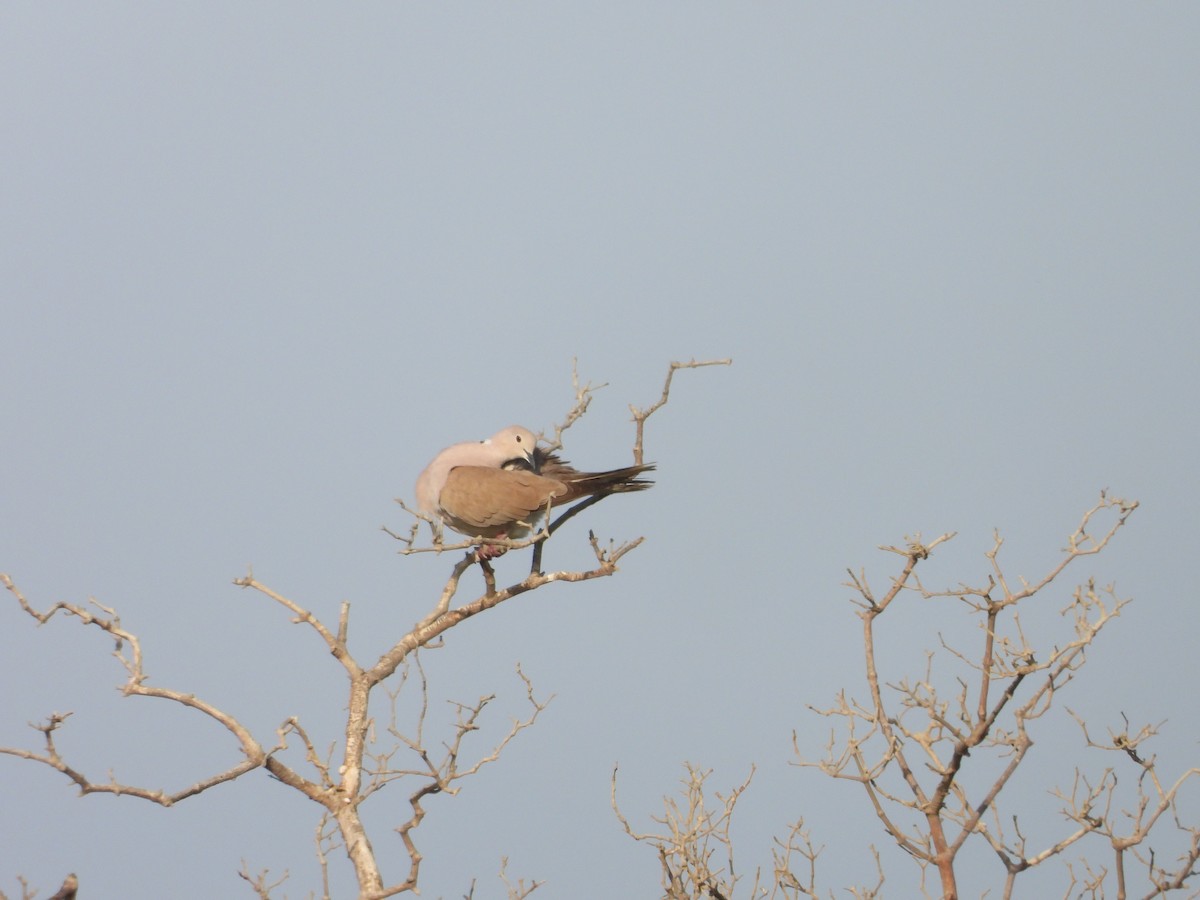 African Collared-Dove - ML616506395