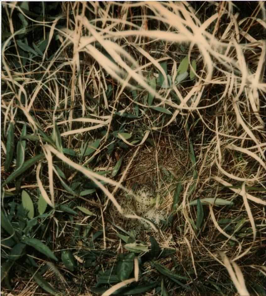 vodouš břehoušovitý (ssp. semipalmata) - ML616506403