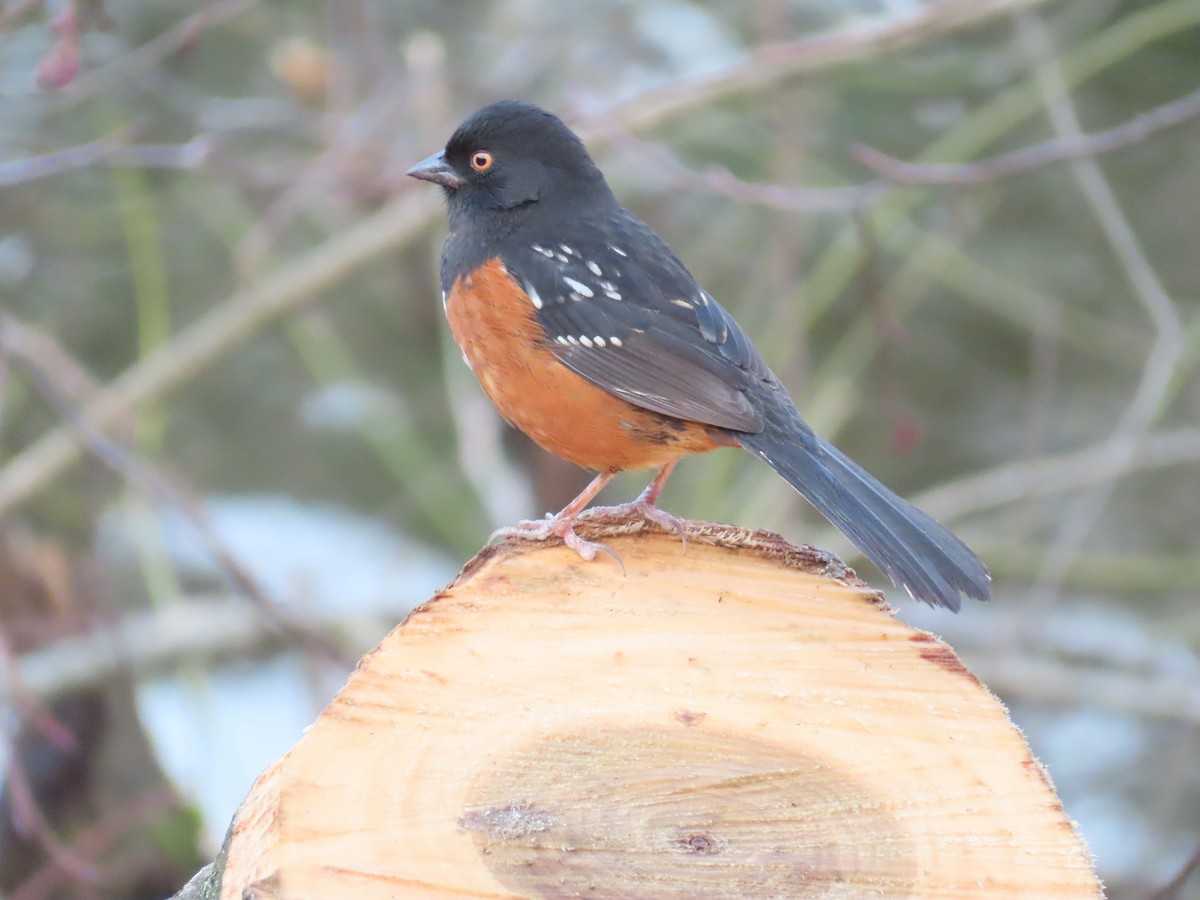 Spotted Towhee - ML616506423