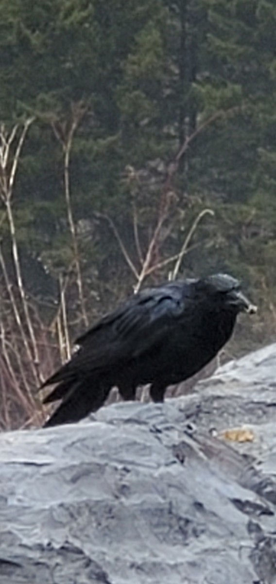 American Crow - ML616506425