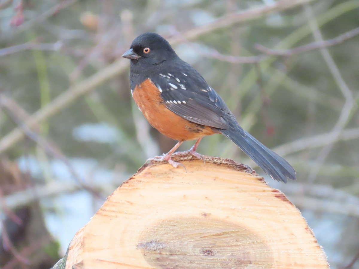 Spotted Towhee - ML616506427