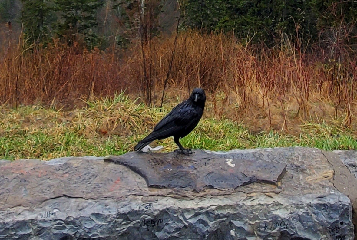 American Crow - ML616506433