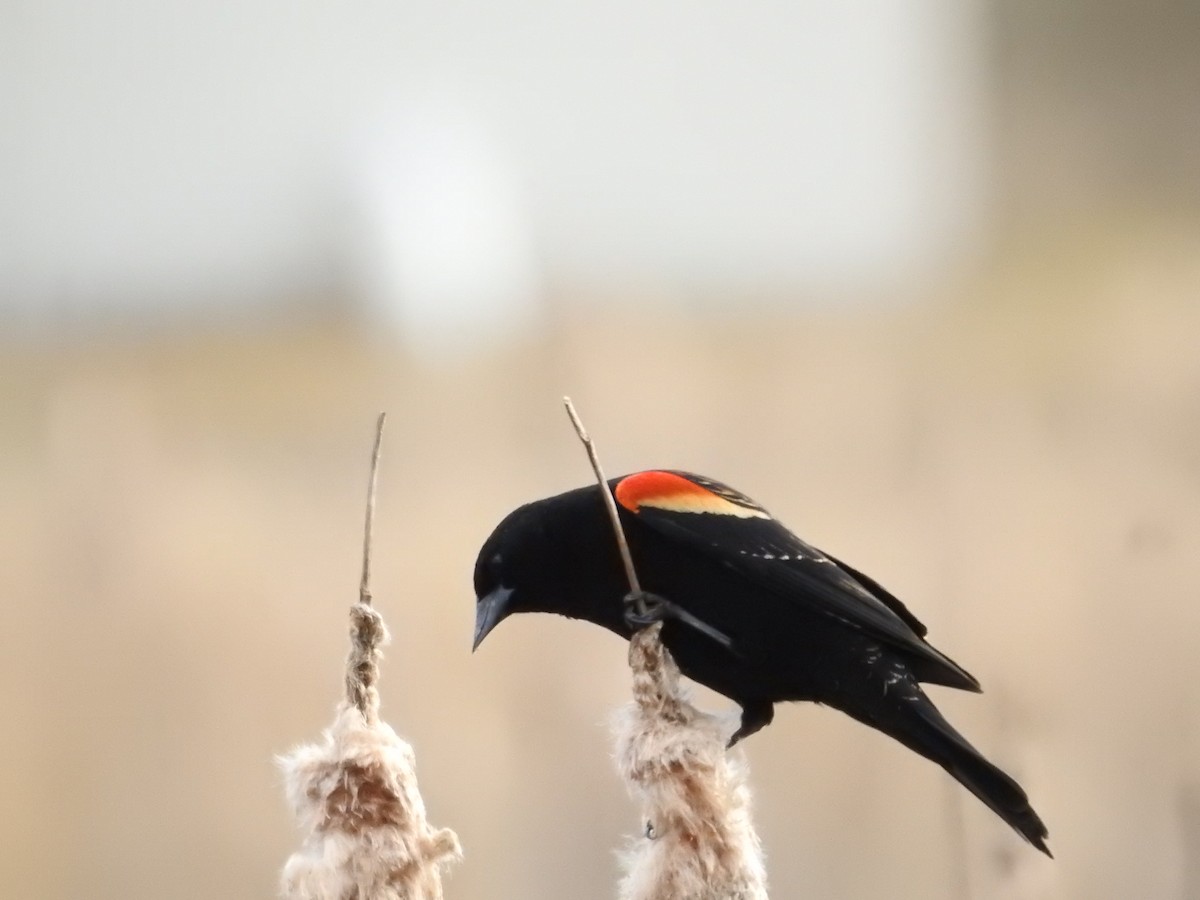 Red-winged Blackbird - ML616506453