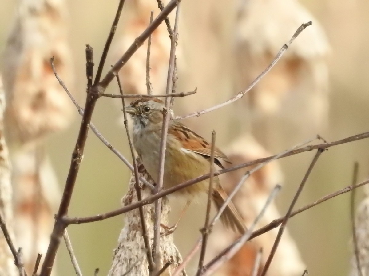 Swamp Sparrow - ML616506487