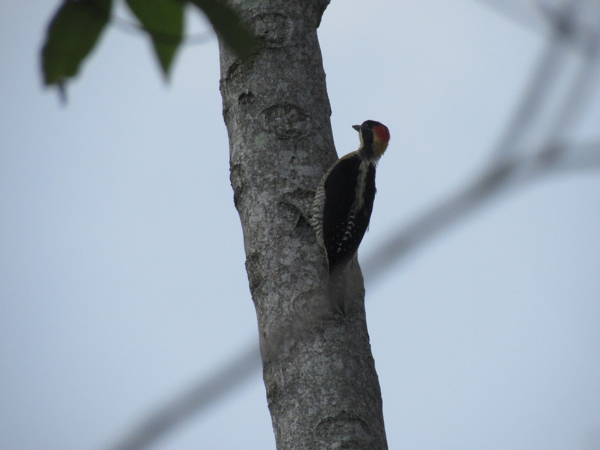 Beautiful Woodpecker - ML616506531