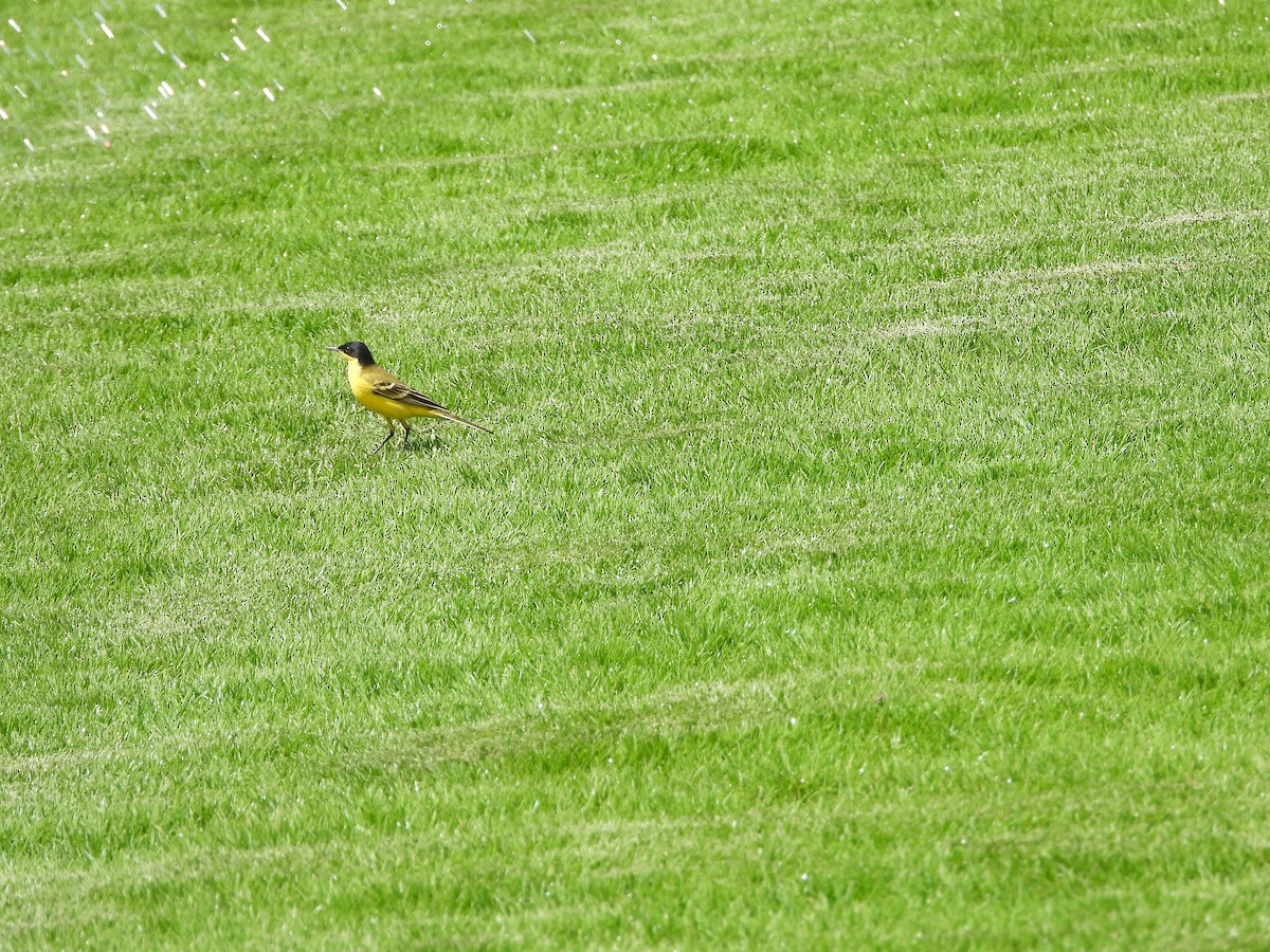 Western Yellow Wagtail (xanthophrys-type intergrade) - ML616506587