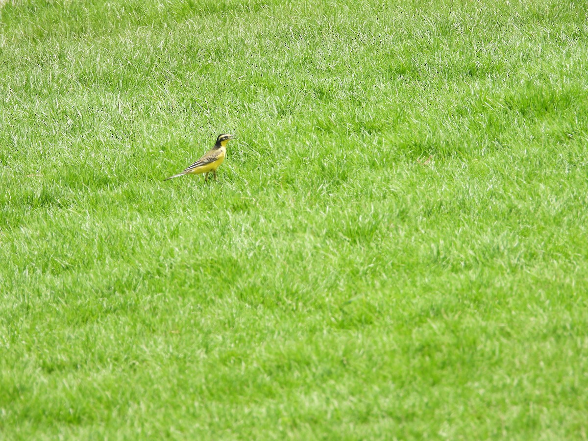 Western Yellow Wagtail (xanthophrys-type intergrade) - ML616506588