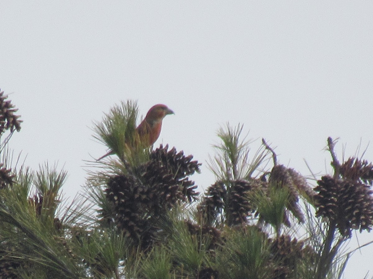 Red Crossbill - Mike Champine