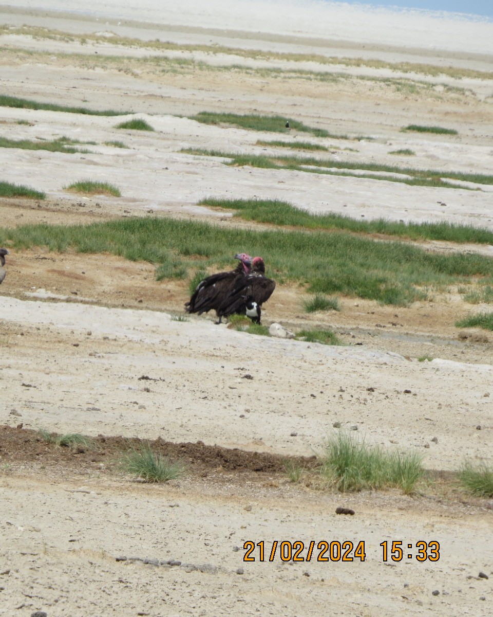 Lappet-faced Vulture - ML616506668