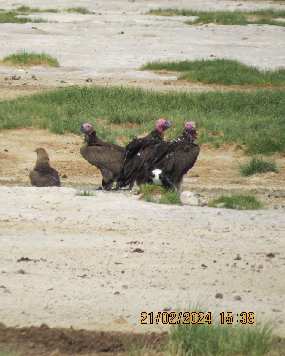 Lappet-faced Vulture - ML616506678