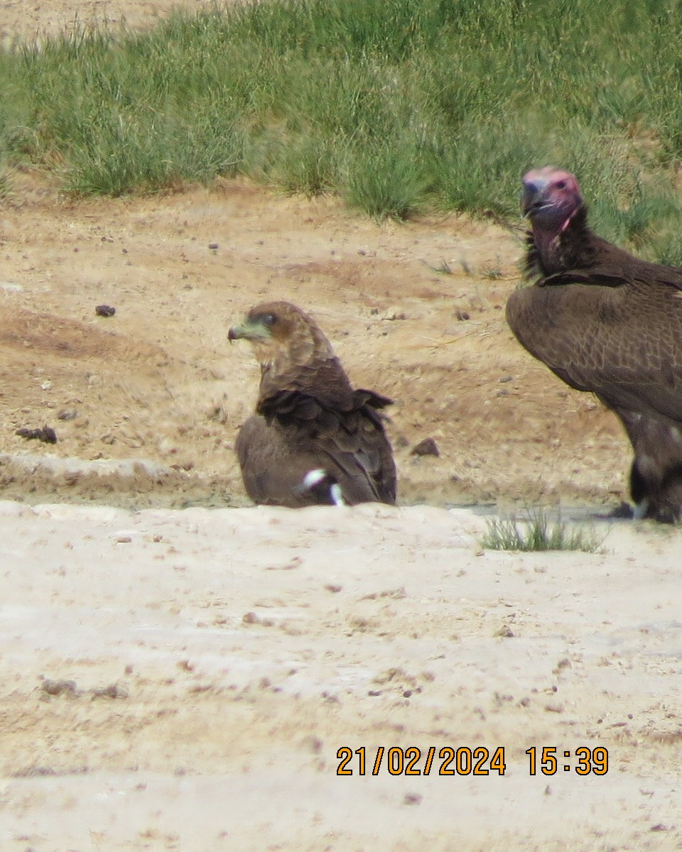 Lappet-faced Vulture - ML616506682
