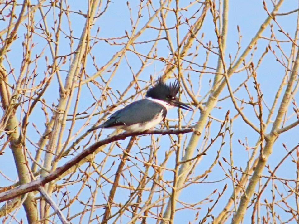 Belted Kingfisher - ML616506754