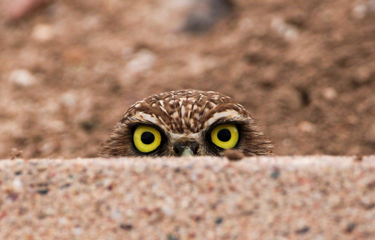 Burrowing Owl (Western) - ML616506770