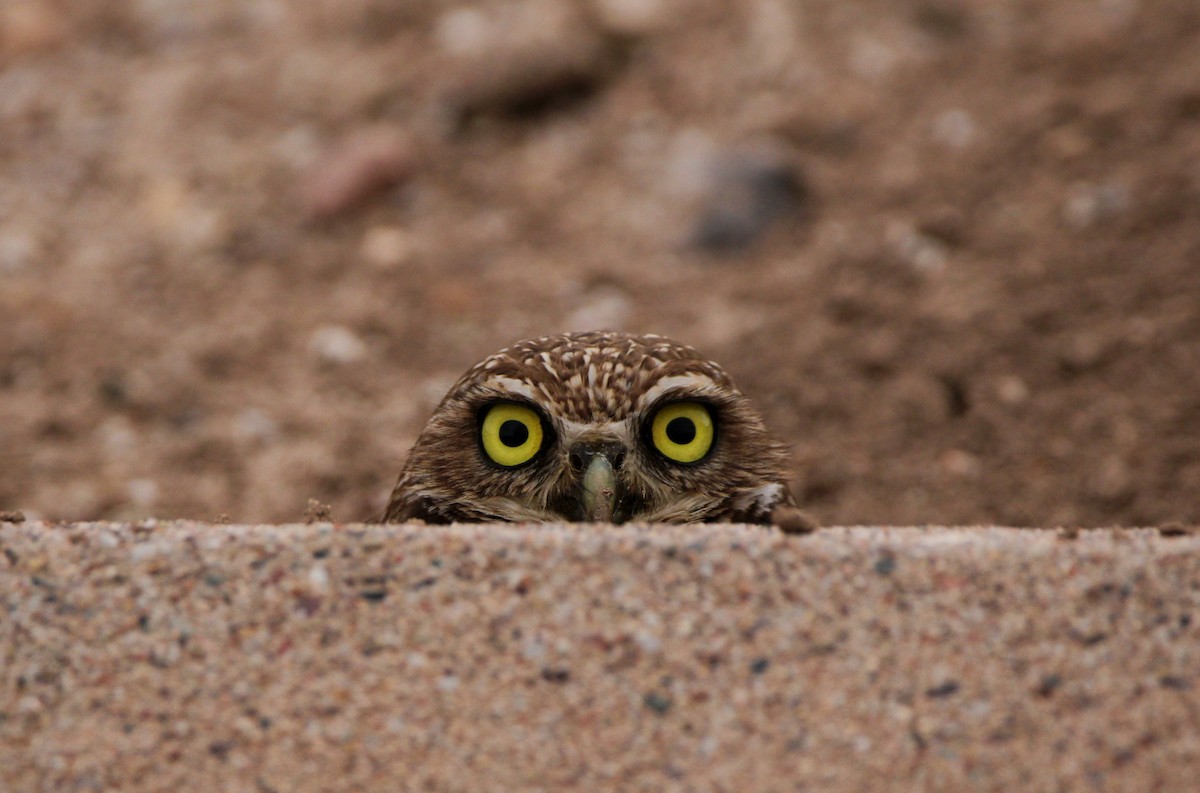 Burrowing Owl (Western) - ML616506771