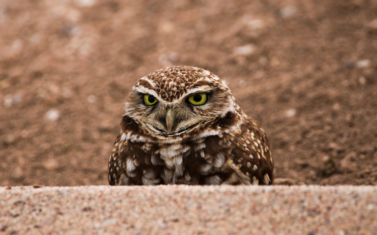 Burrowing Owl (Western) - ML616506774