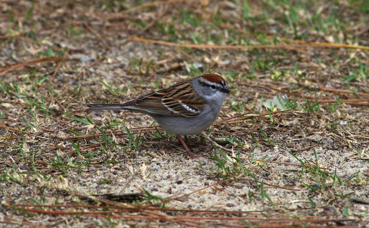 Chipping Sparrow - ML616506894