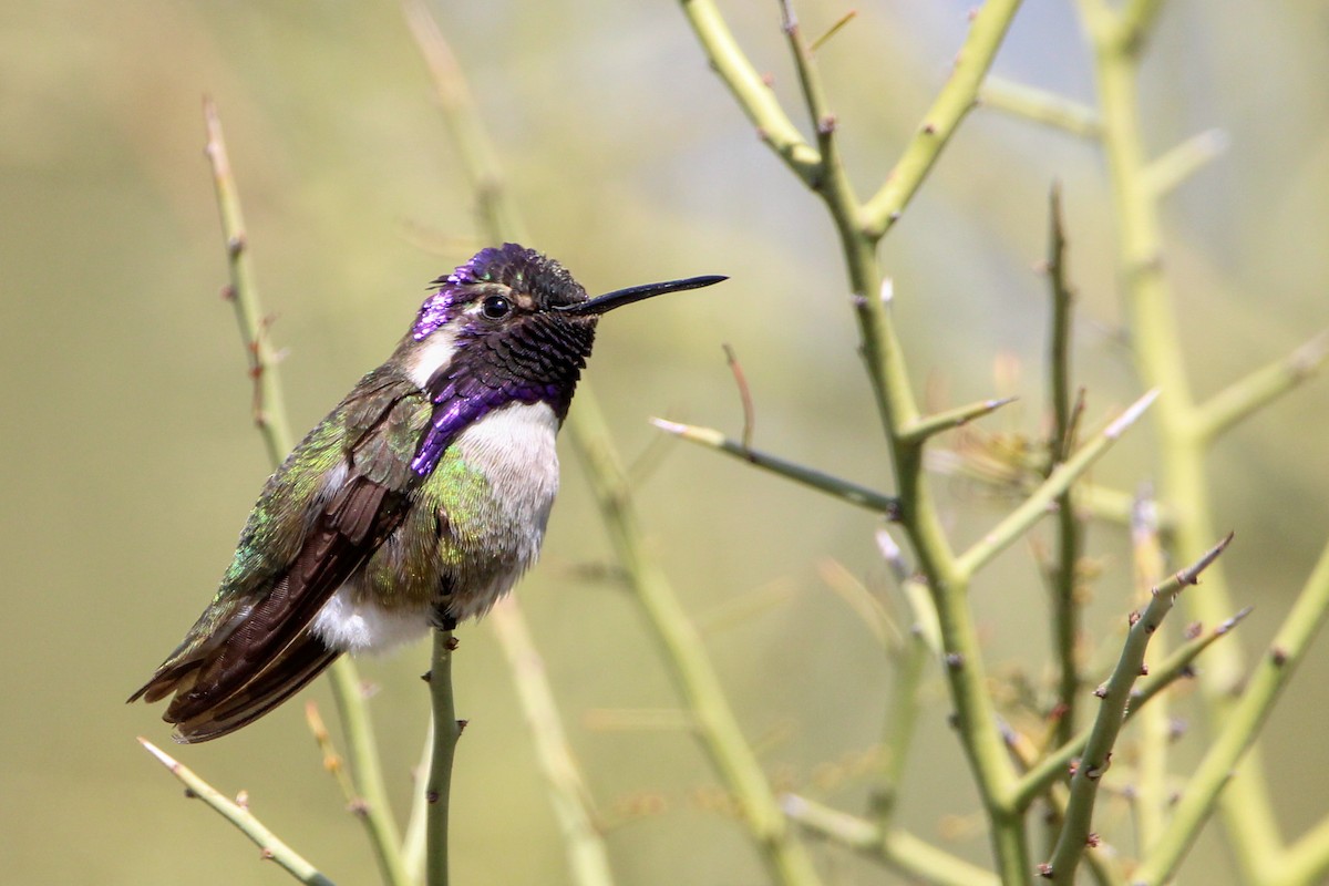 Costa's Hummingbird - John Wilson
