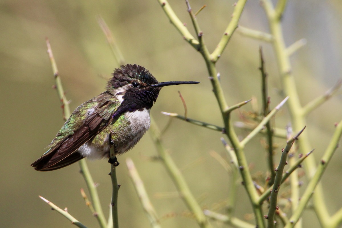 Costa's Hummingbird - John Wilson