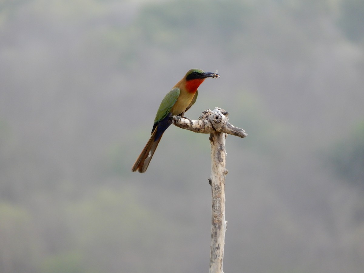 Red-throated Bee-eater - ML616506905