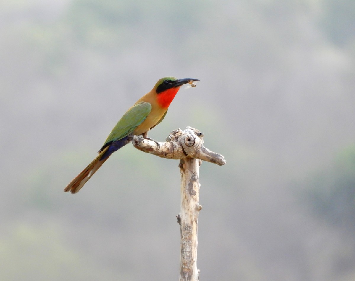Red-throated Bee-eater - ML616506908