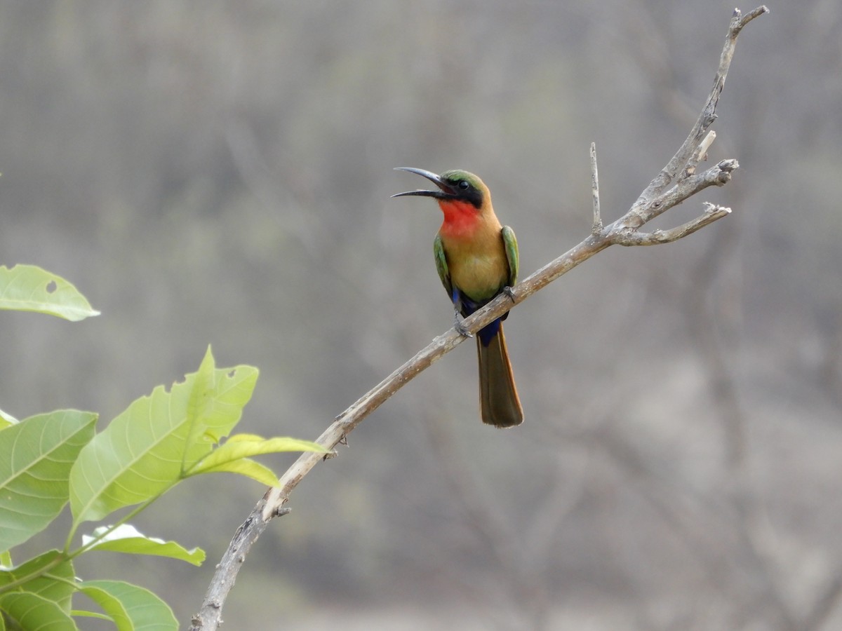 Red-throated Bee-eater - ML616506909