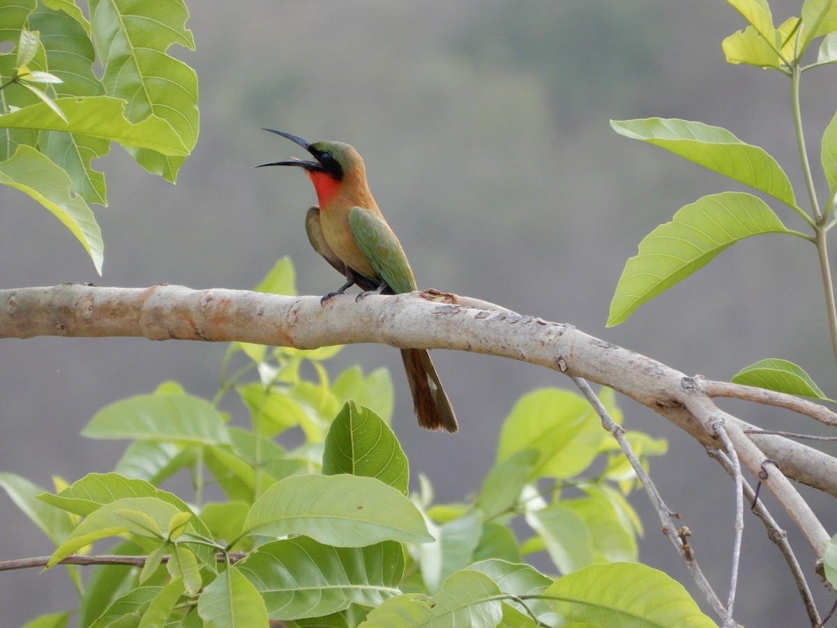 Red-throated Bee-eater - ML616506911