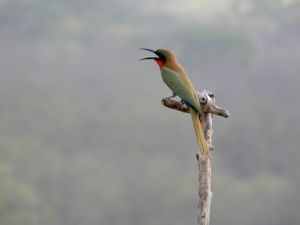 Red-throated Bee-eater - ML616506912