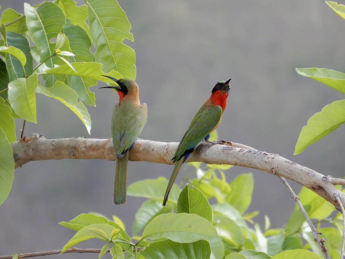 Red-throated Bee-eater - ML616506913