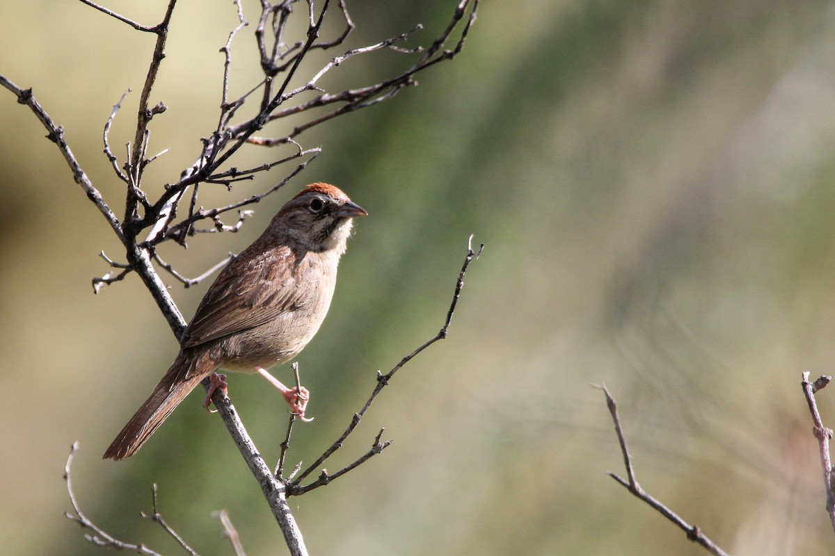 Rufous-crowned Sparrow - John Wilson