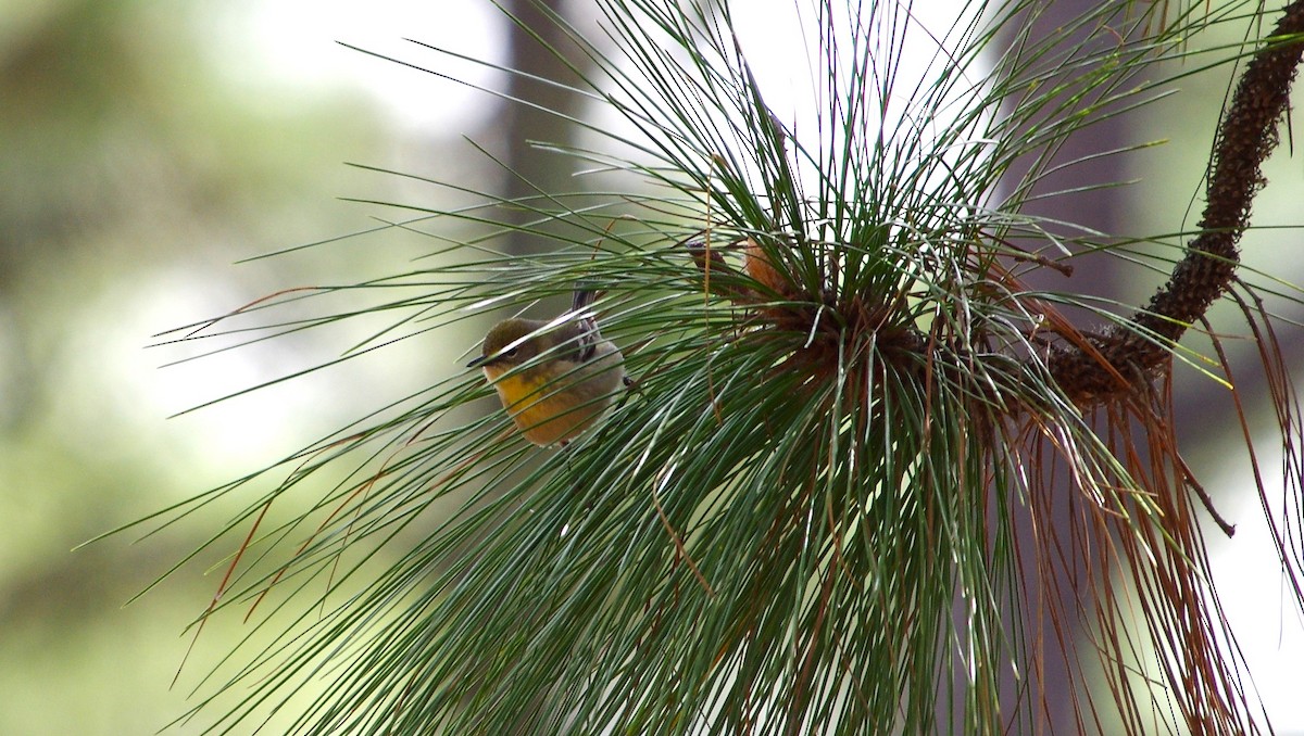 Pine Warbler - chuck gehringer