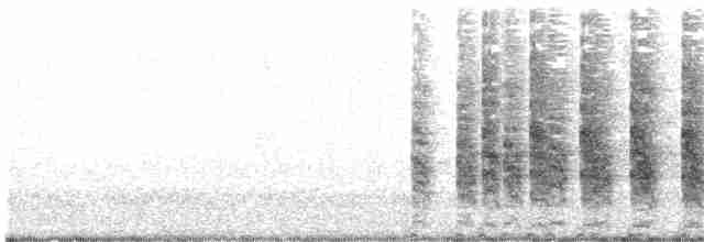 Alkışçı Sukılavuzu (saturatus/scottii) - ML616506960