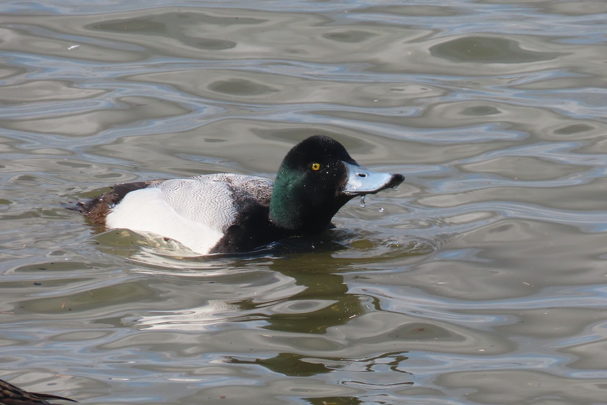 Greater Scaup - ML616507008