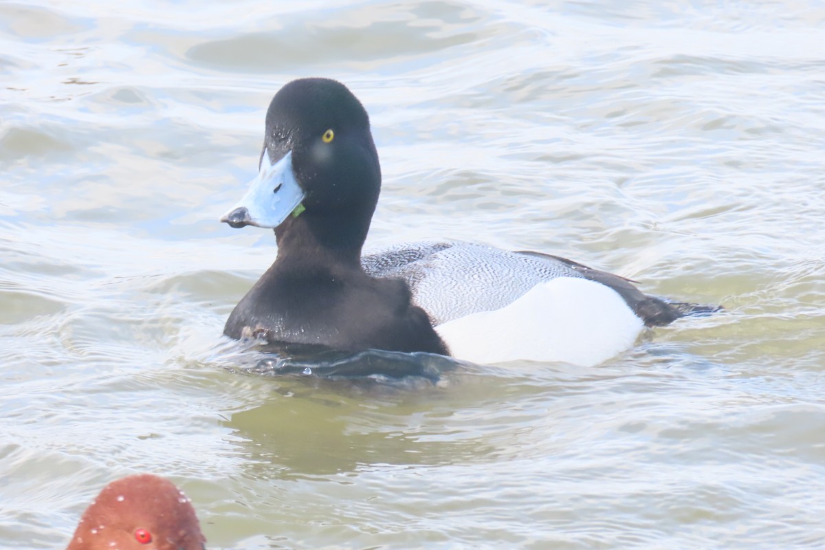 Greater Scaup - ML616507014