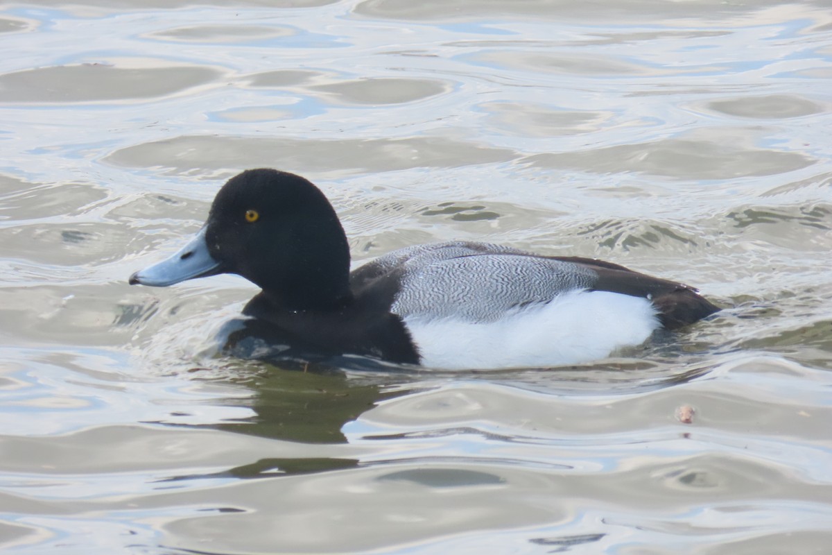 Greater Scaup - ML616507022