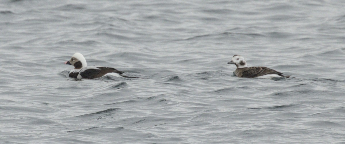 Long-tailed Duck - ML616507090